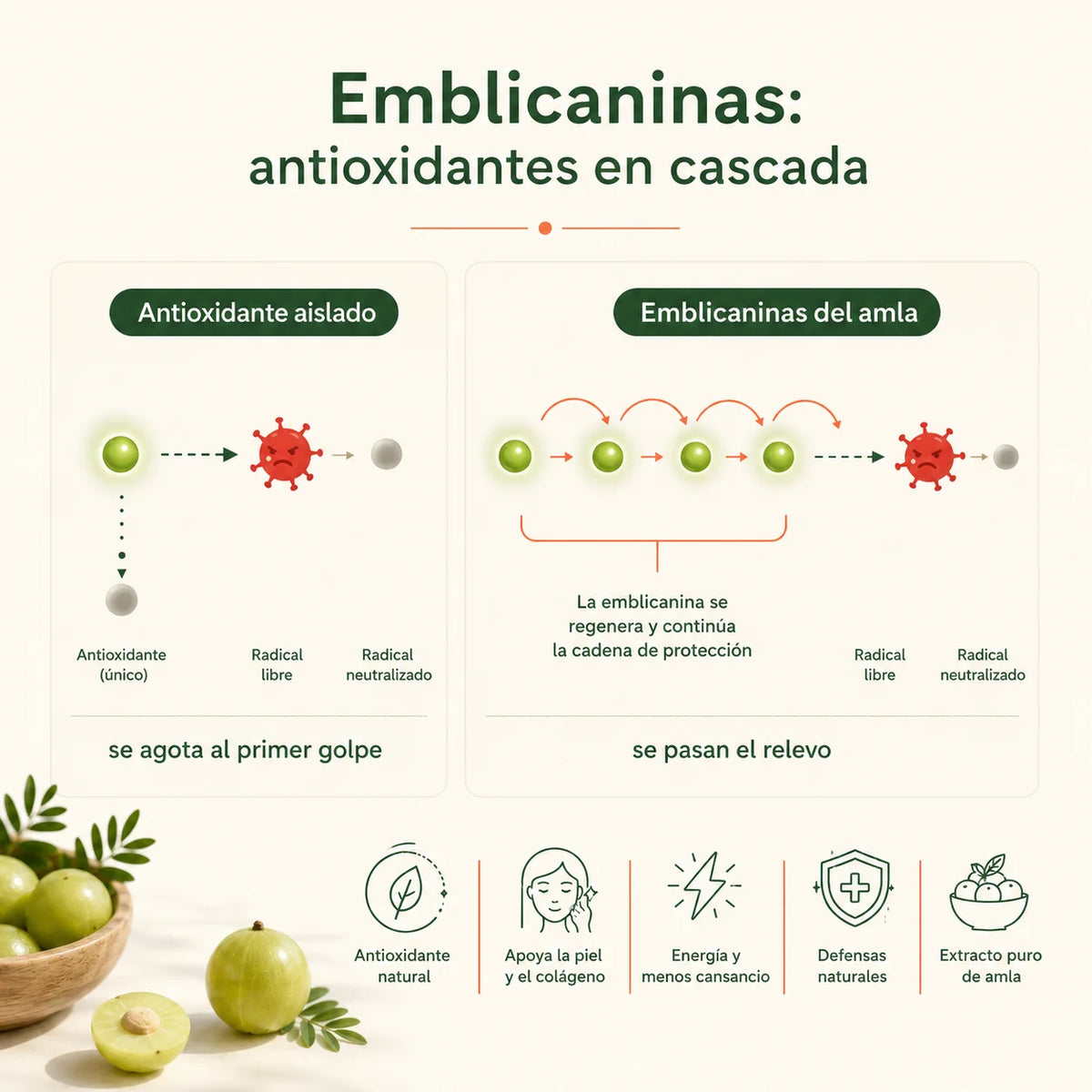 Amla Cápsulas