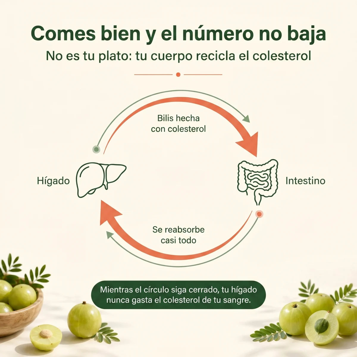 Amla Cápsulas